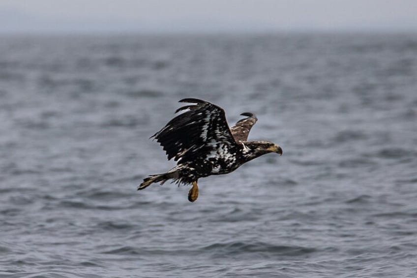 A bird of prey in flight over a body of water. 4
