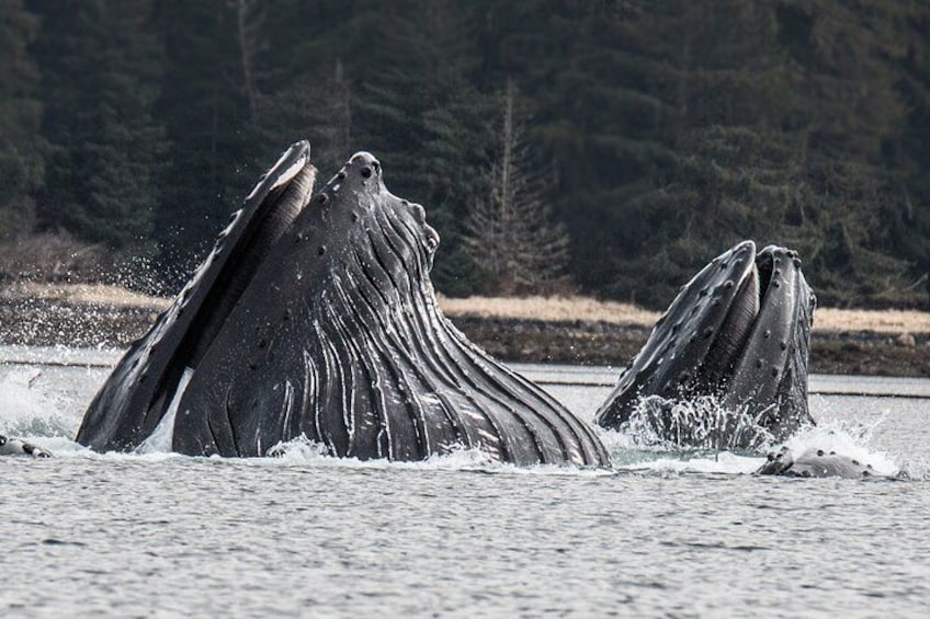 Two humpback whales breaching the water's surface. 5
