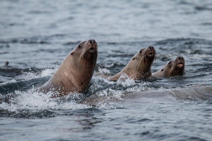 Stellar Seal Lions checking out our boat 2
