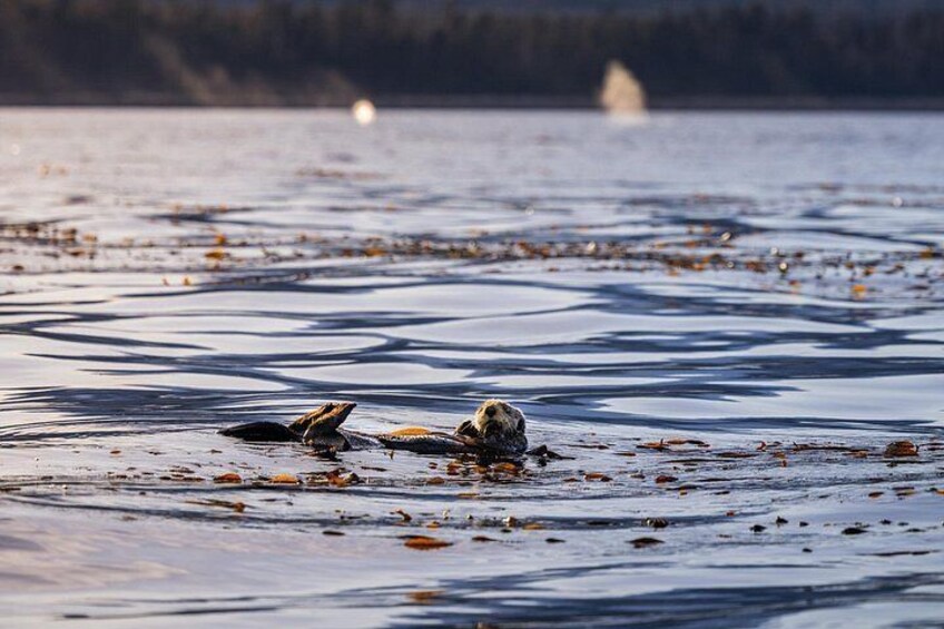 Sea Otter in the kelp with Gray Whale spouting in the background 2