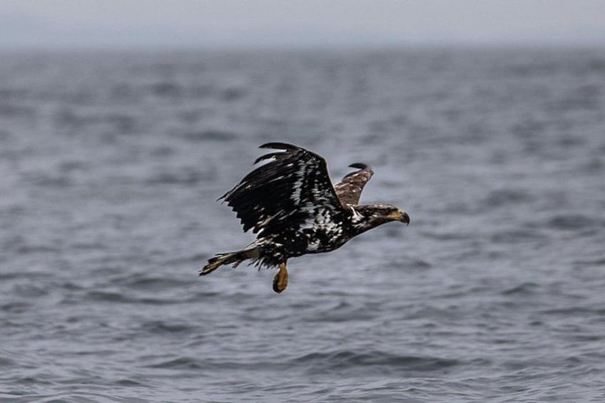 Juvenile bald eagle looking for lunch 3
