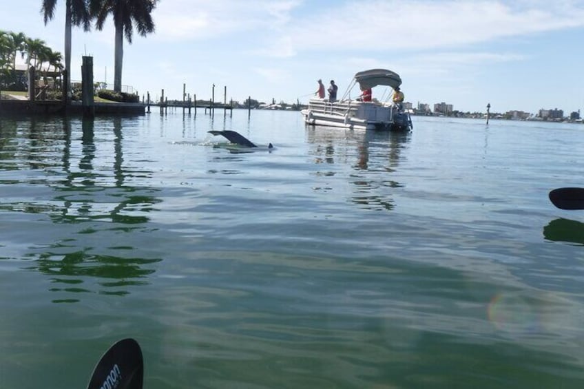 Guided Kayak Sunset Tour in Pelican Bay at Fort Myers Beach