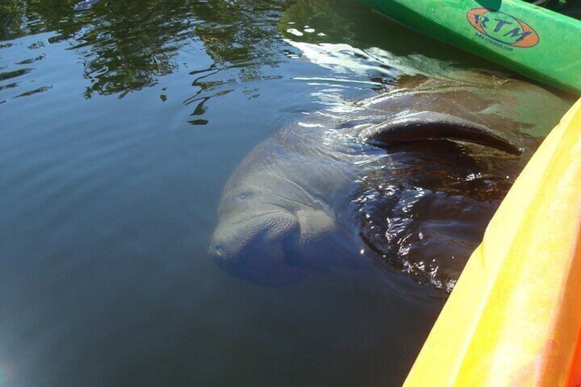 Guided Kayak Sunset Tour in Pelican Bay at Fort Myers Beach