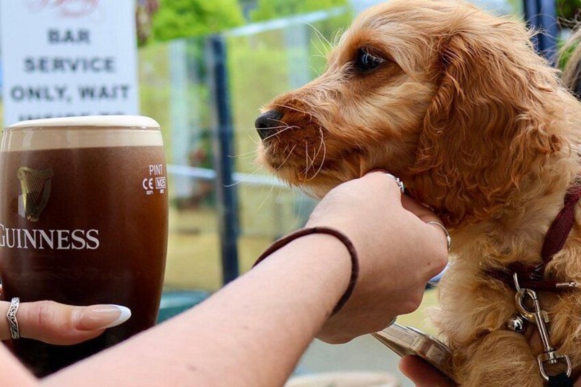 Eine Person hält ein Guinness-Glas und einen Hund. 2