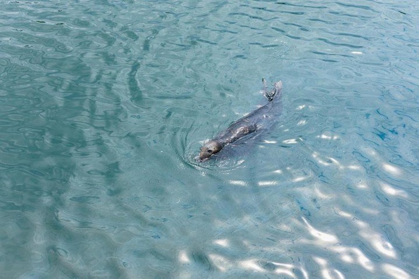 A fish swimming in clear water. 2