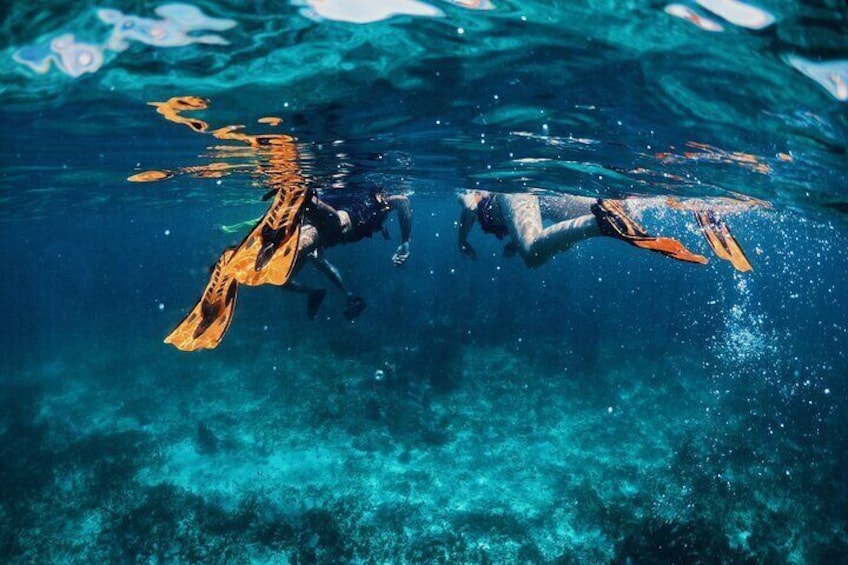 Two people swimming underwater with fins. 3