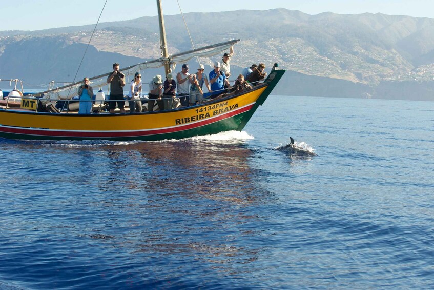 Picture 1 for Activity Madeira: Whale Watching Excursion in a Traditional Vessel 3