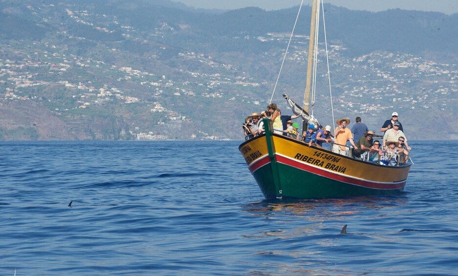 Picture 2 for Activity Madeira: Whale Watching Excursion in a Traditional Vessel 4