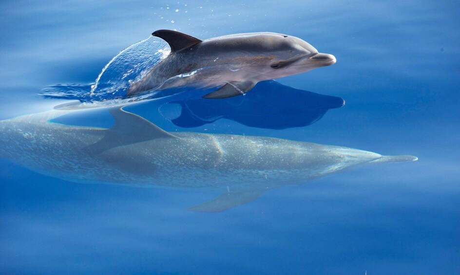 Picture 4 for Activity Madeira: Whale Watching Excursion in a Traditional Vessel 5