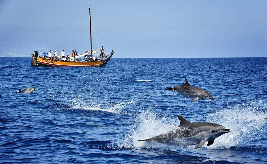 Madeira: Whale Watching Excursion in a Traditional Vessel 1