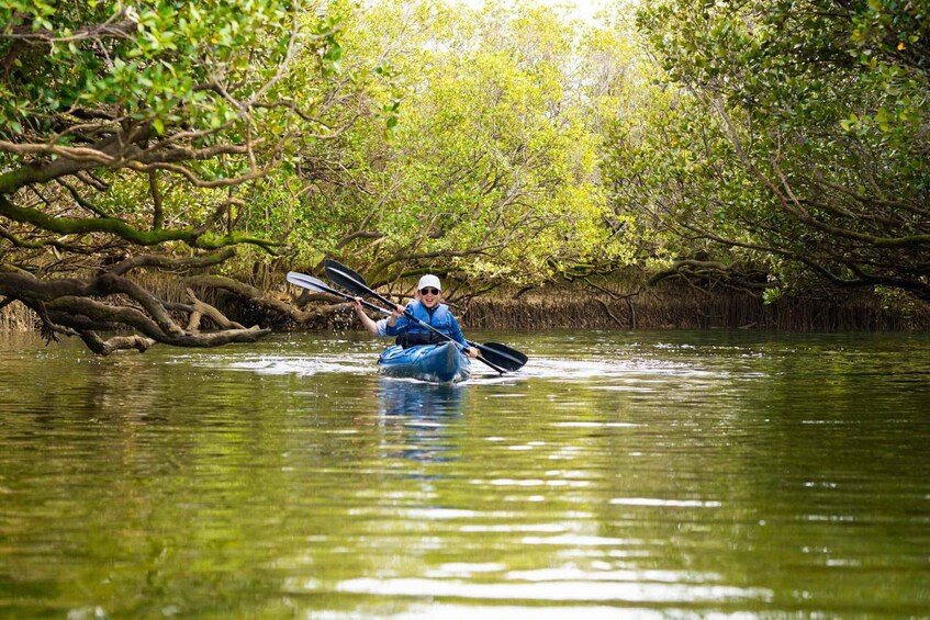 Adelaide: Dolphin Sanctuary Eco Kayaking Tour 2