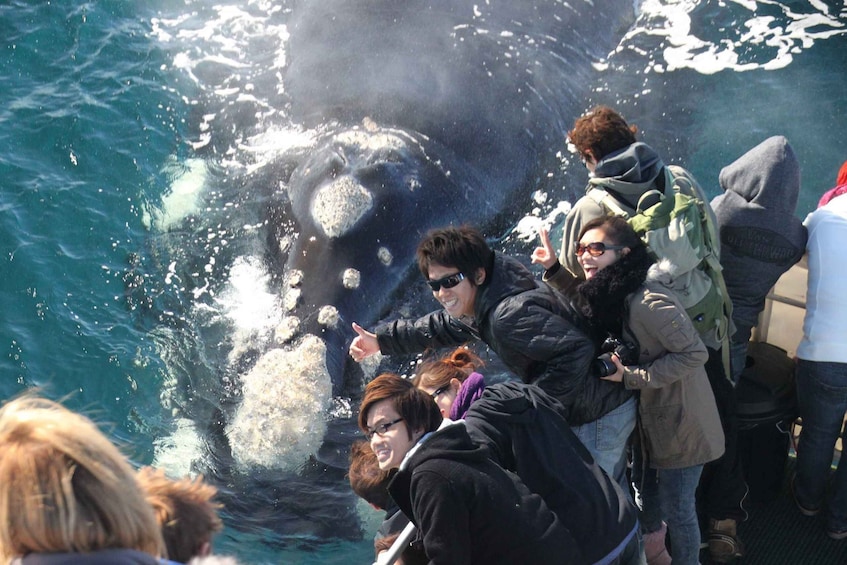 Picture 1 for Activity Dunsborough: Whale Watching Tour 2