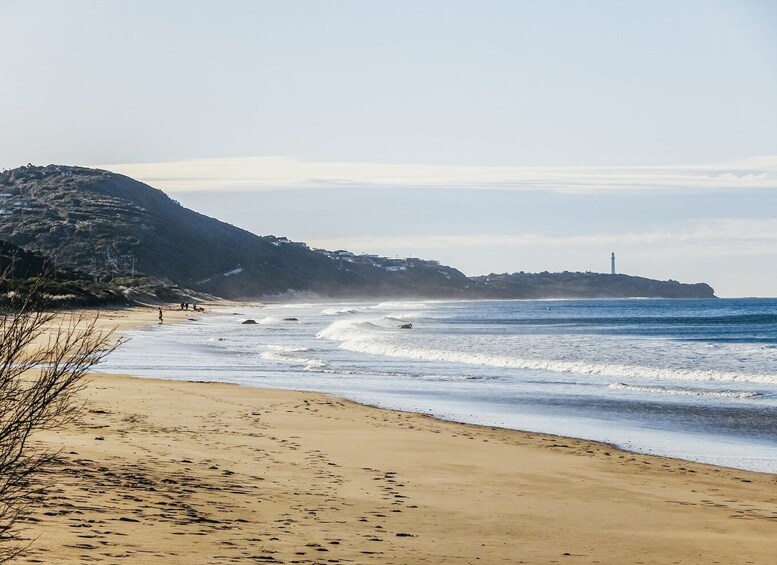 Picture 4 for Activity From Melbourne: Great Ocean Road, 12 Apostles, Wildlife Tour