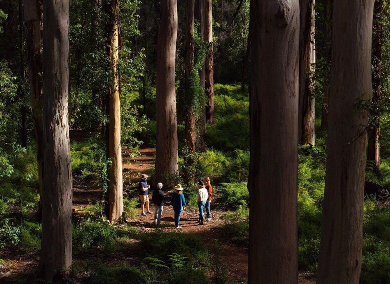 Picture 13 for Activity From Perth: 3-Day Margaret River Escape 3