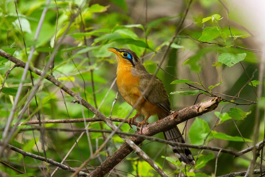 Liberia: Private Bird Watching Tour 1