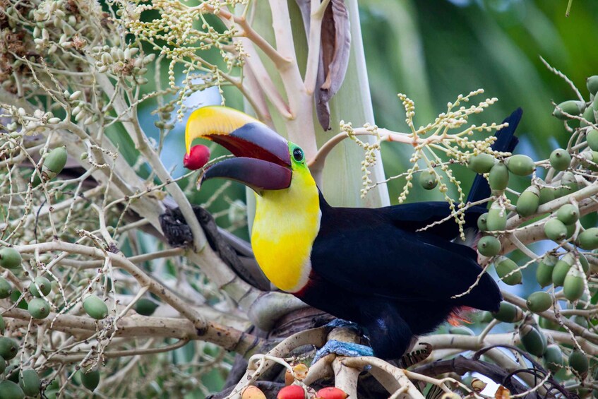 Picture 4 for Activity Liberia: Private Bird Watching Tour 4