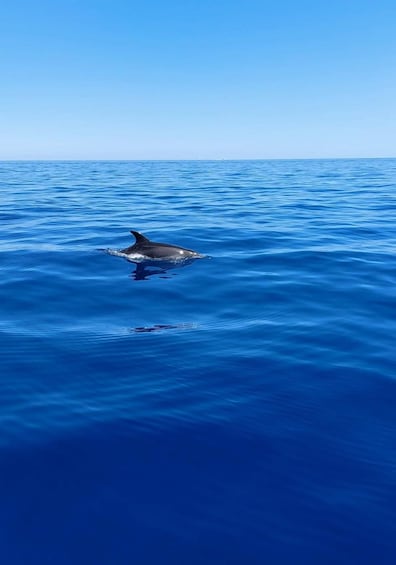 Picture 8 for Activity Nice to Monaco: French Riviera Coastal Boat Excursion 4