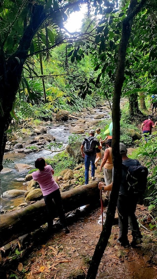 Picture 1 for Activity "Tropically Yours" Waterfall Nature Hike. 4
