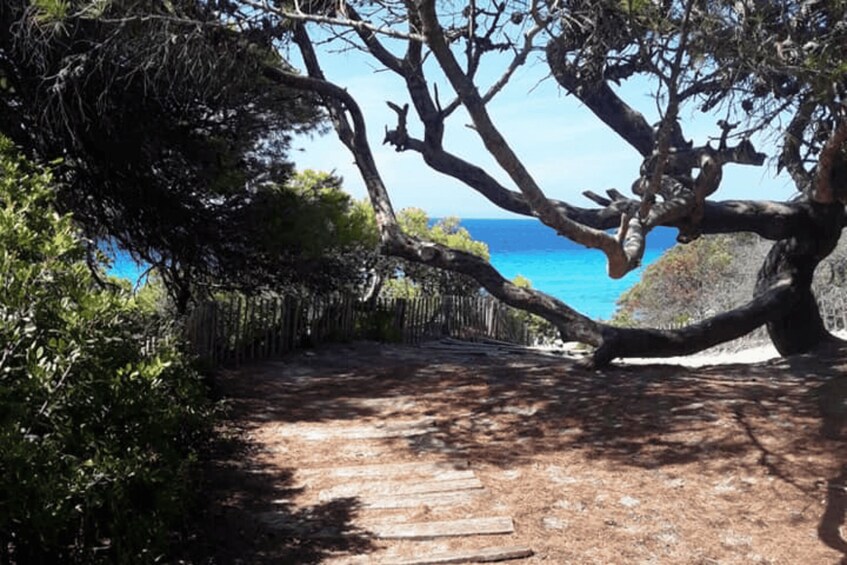 Picture 23 for Activity From Calvi: 4x4 Day Tour Mountain & Agriates' Saleccia Beach 3