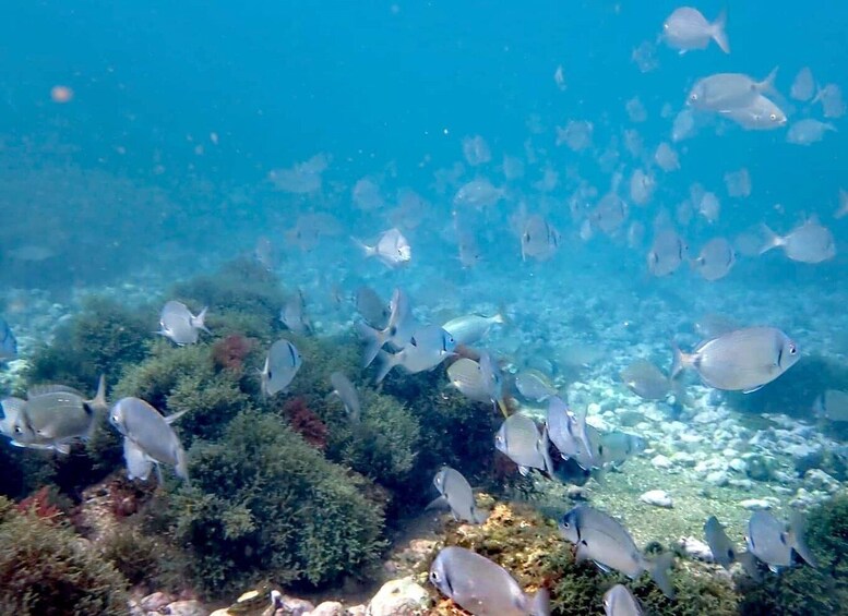 Picture 1 for Activity Arrábida: Stand Up Paddle & Snorkeling Experience 4