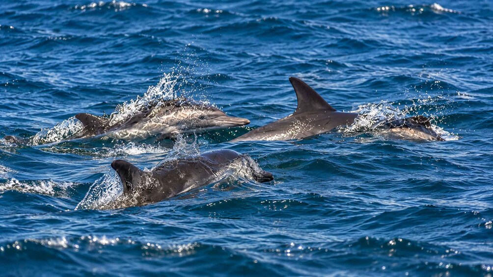 Picture 2 for Activity Hilton Head Island: Ocean Dolphin Cruise 3