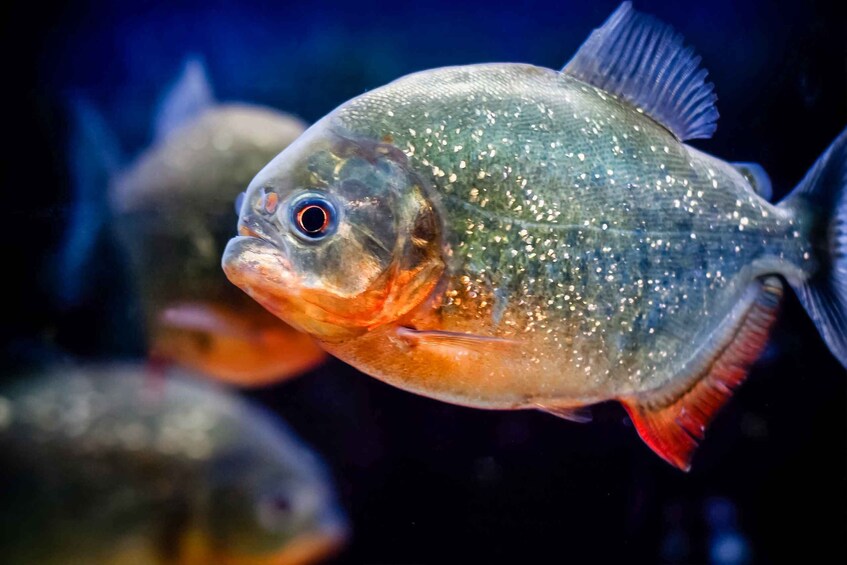 A close-up of a fish with a speckled body and orange fins. 4