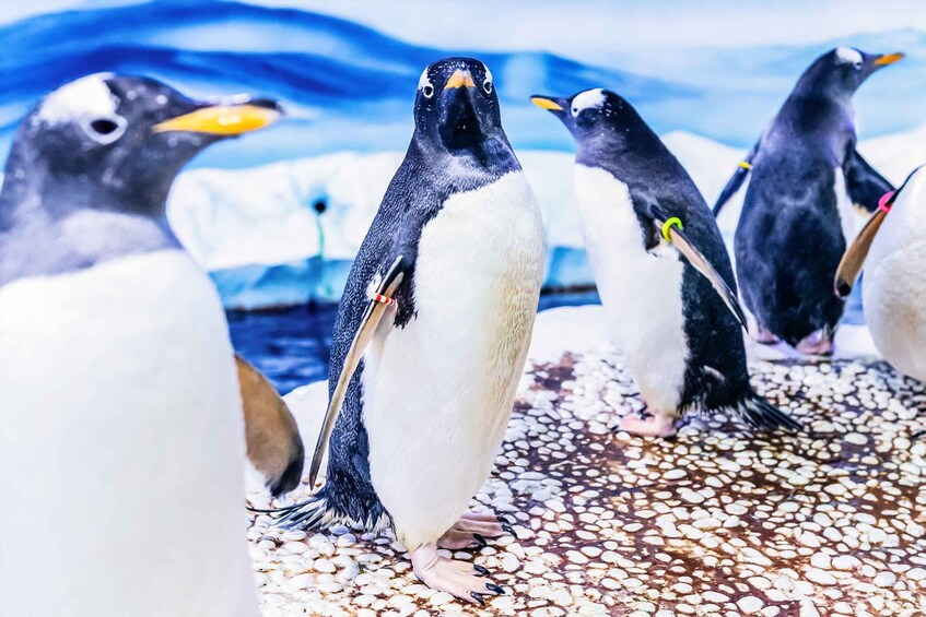 A group of penguins standing on a pebbled surface with a snowy background. 1