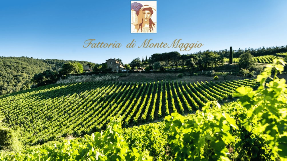 Un vignoble où s’étendent des rangées de vignes sous un ciel dégagé. 2