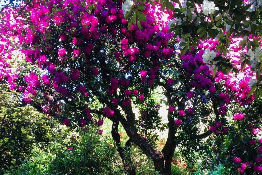 Een boom met felroze bloemen, omringd door weelderig groen. 2