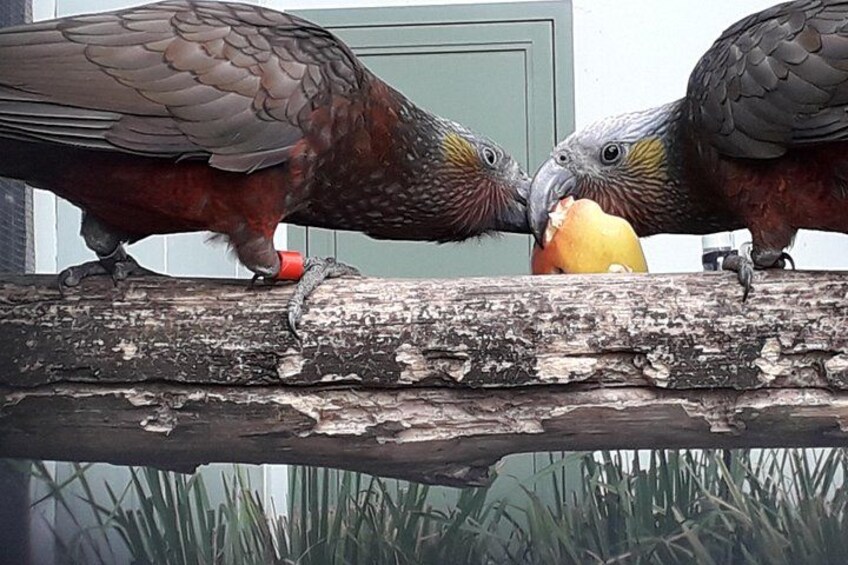 Two parrots on a branch eating an apple. 5