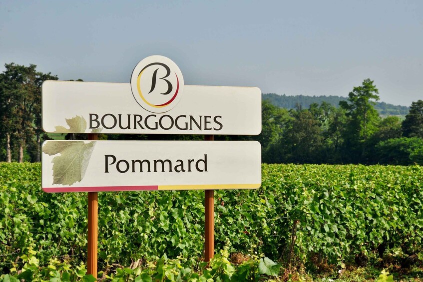 Picture 2 for Activity Côte de Beaune Private Local Wineries and Wine Tasting Tour