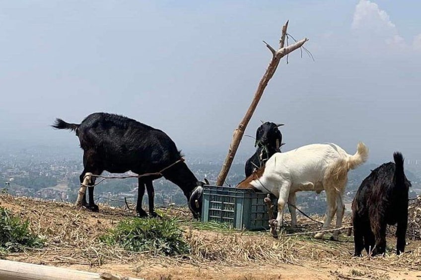 Goats grazing on a hillside with a cityscape in the background. 3