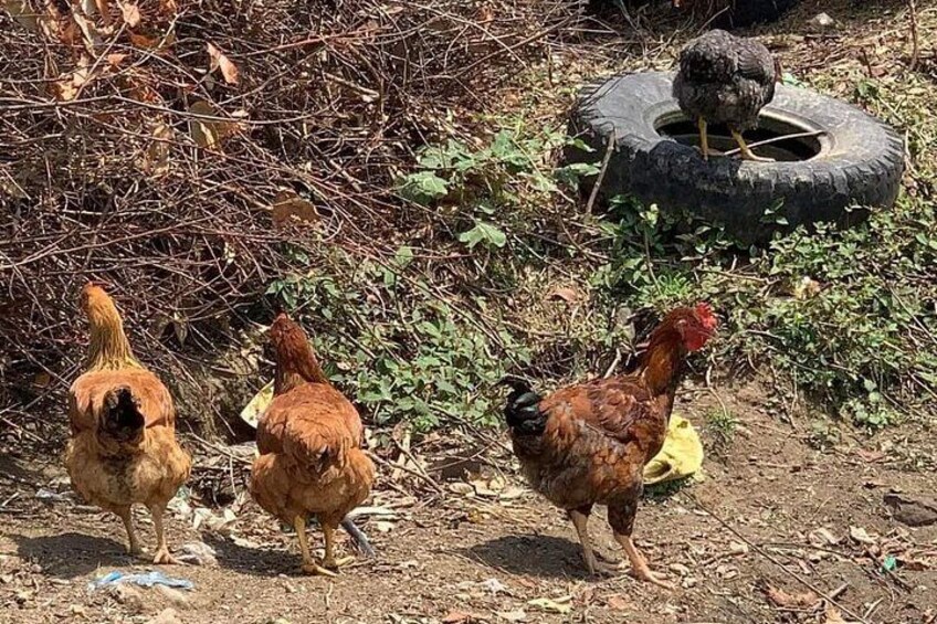 Three chickens walking on a dirt path with a tire and some greenery in the background. 4