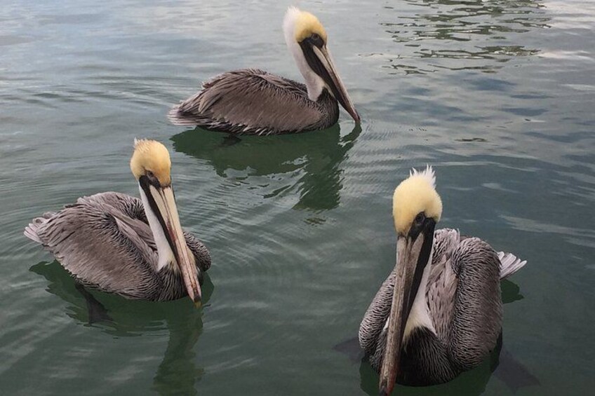 Miami Boat Tour, Haulover Sandbar, Raccoon Island and more 2