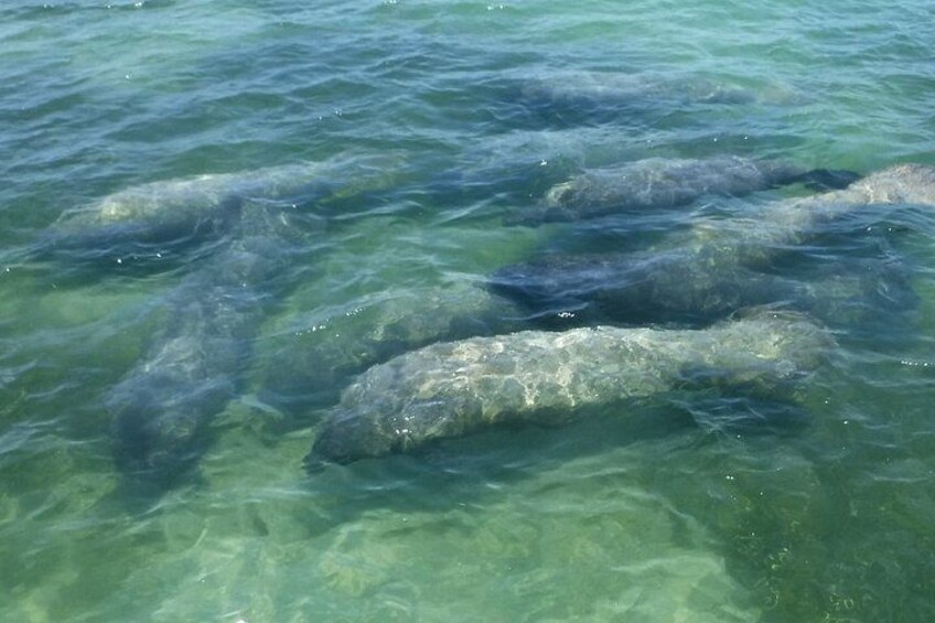 Miami Boat Tour, Haulover Sandbar, Raccoon Island and more 4
