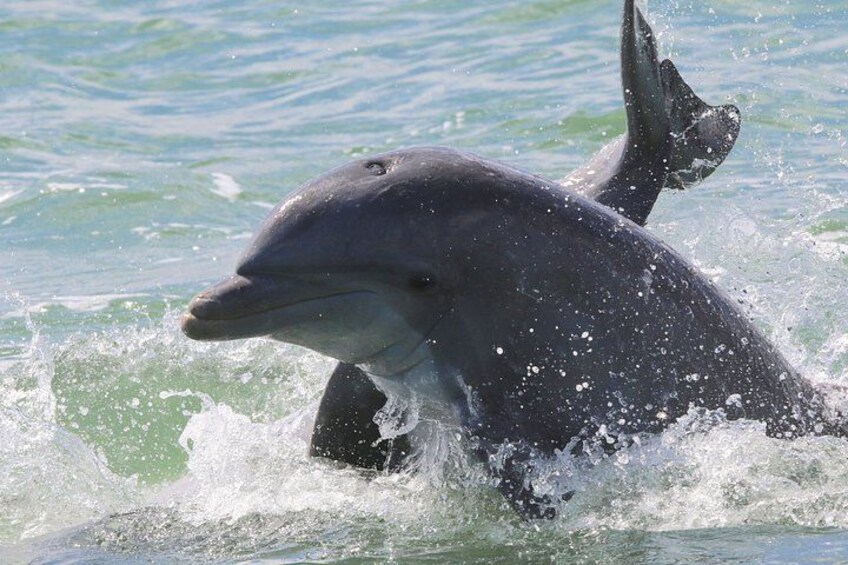Miami Boat Tour, Haulover Sandbar, Raccoon Island and more 5