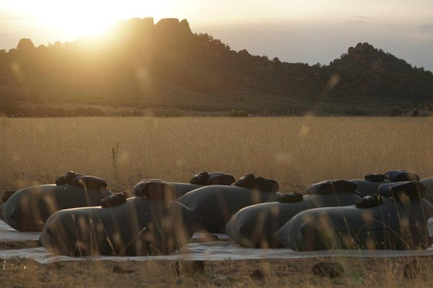 Eine Schafherde weidet auf einer Wiese, im Hintergrund ist ein Hügel bei Sonnenuntergang zu sehen. 2