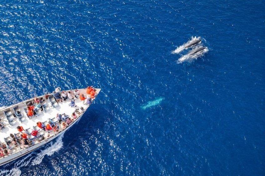 Cruise to Chalki Island, Alimia Bay & Dolphin Watching 3