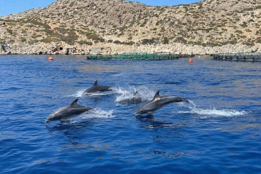 Cruise to Chalki Island, Alimia Bay & Dolphin Watching 2