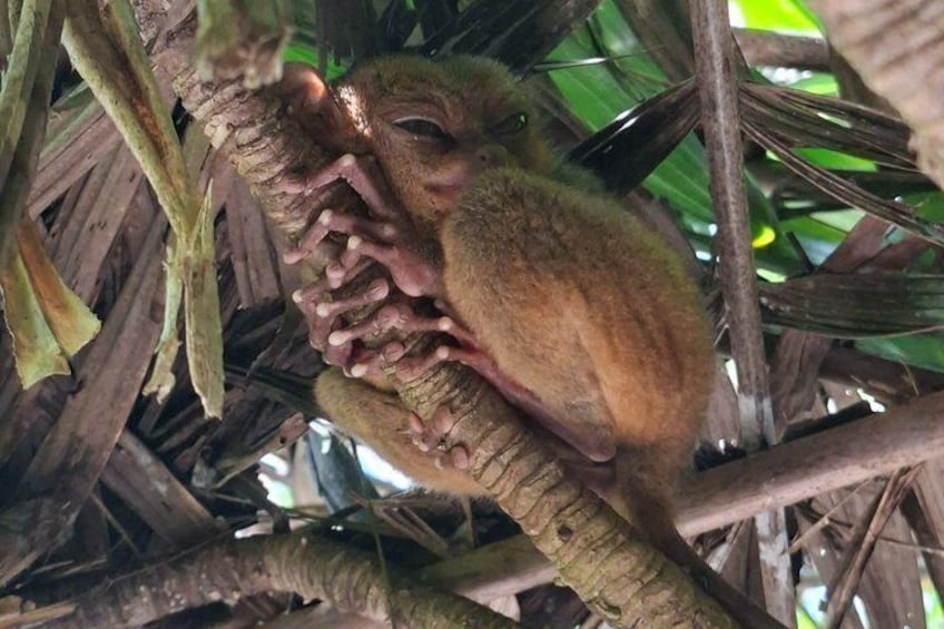 2026 Affordable Bohol: Tarsier Sanctuary & Chocolate Hills 2