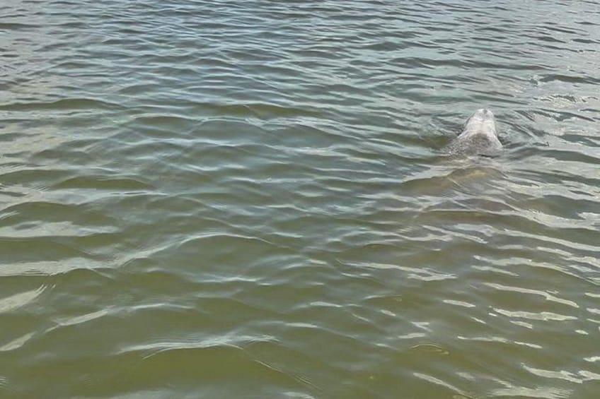 Dolphin and Manatee Adventure Tour of Merritt Island 3