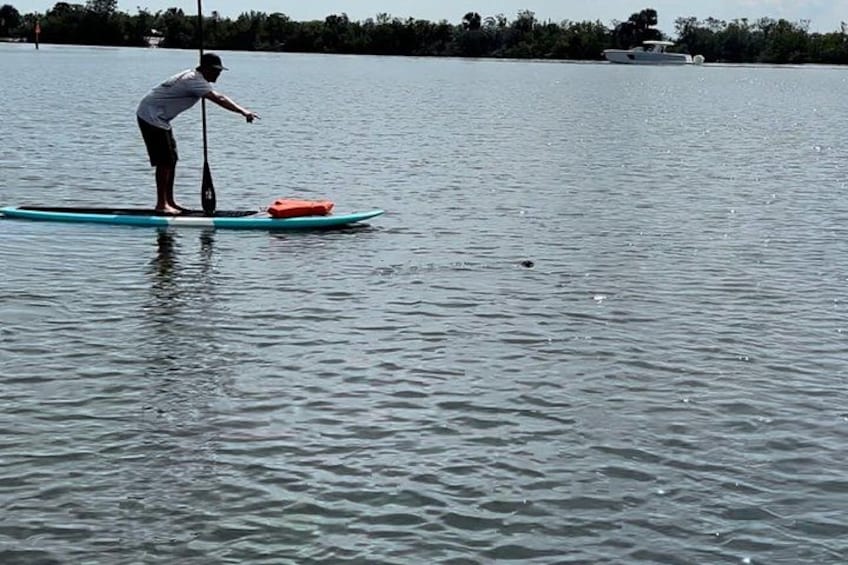 Manatees were everywhere today! 5
