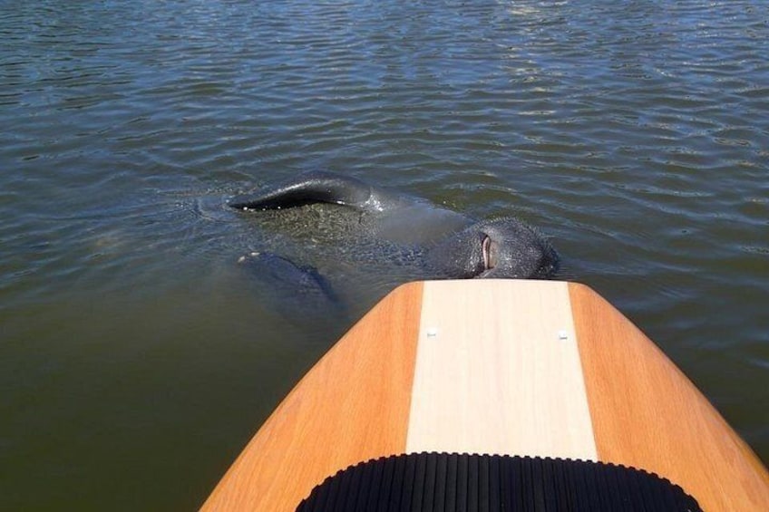 Dolphin and Manatee Adventure Tour of Merritt Island 3