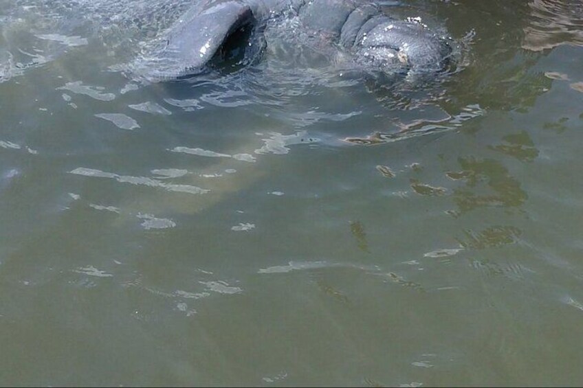 This Manatee was waiving at everyone! 3