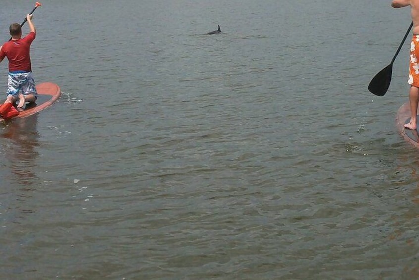 Dolphins in Cocoa Beach 4