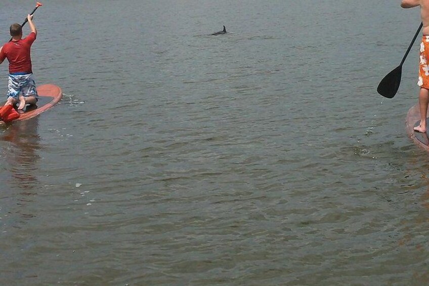 A person paddling a red kayak, another person standing on a paddleboard, and a shark swimming in the water. 5