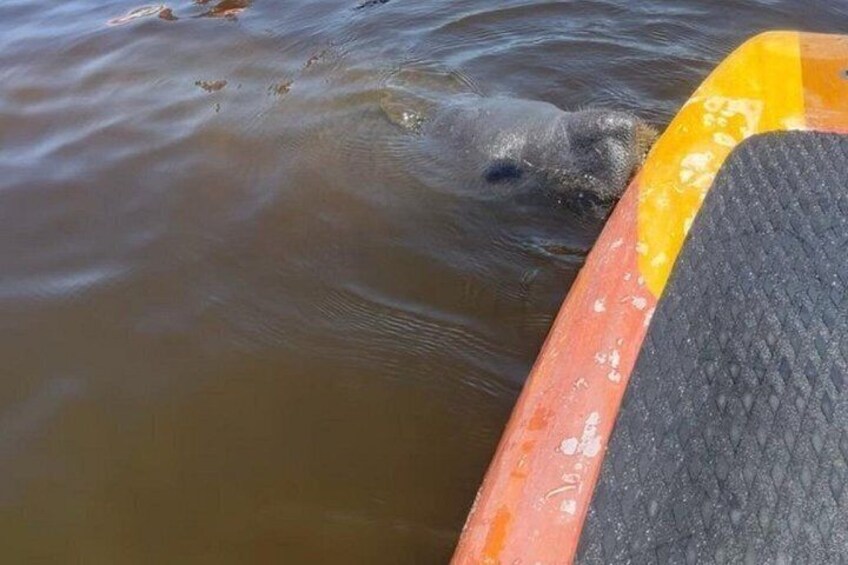 Another super curious manatee! 4