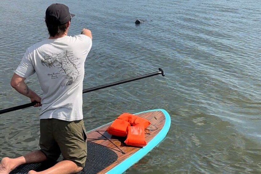 Another Manatee in Cocoa Beach! 2