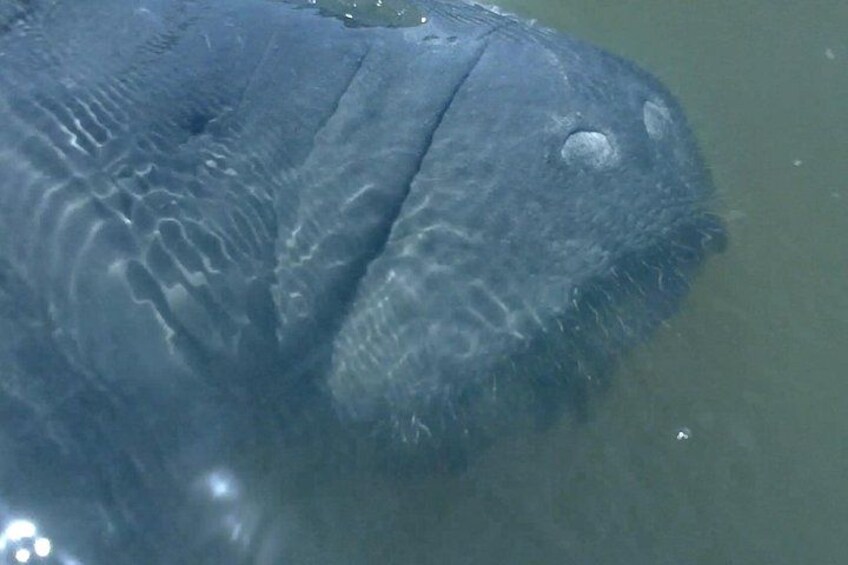 Dolphin and Manatee Adventure Tour of Merritt Island 3