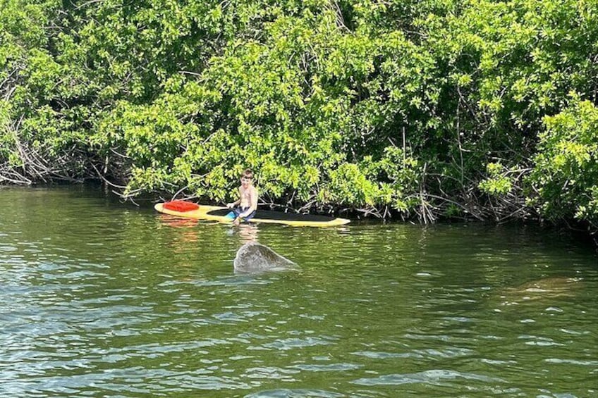 Una persona seduta su un kayak in una zona di mangrovie, con una tartaruga marina che nuota nelle vicinanze. 4